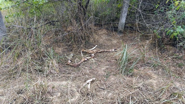 भूख व सर्दी से एक माह में दो दर्जन से ज्यादा गौवंश की मौत, प्रशासन कह रहा जांच की बात