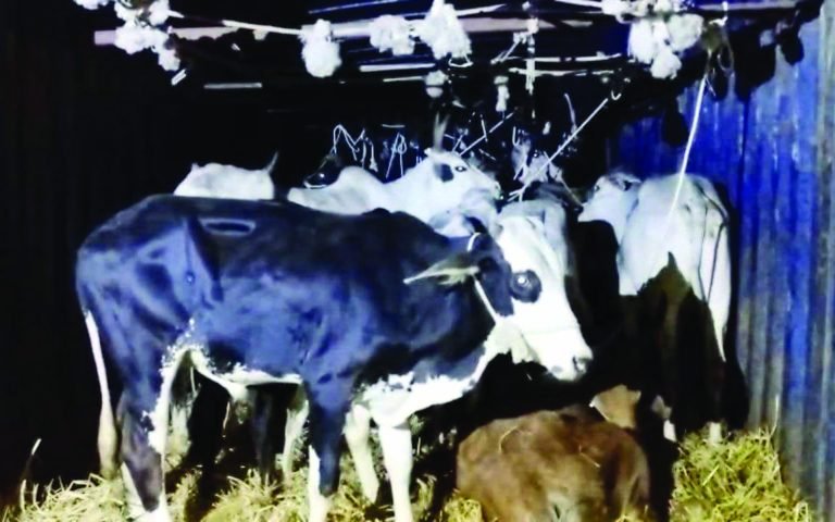 गौरक्षकों ने घेराबंदी कर पकड़ा गायों से भरा कंटेनर ट्रक, तस्कर फरार