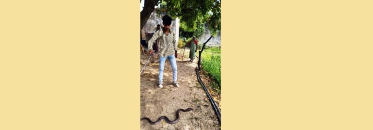 नई जेल परिसर में घुसा लकड़बग्घा, वन विभाग की टीम ने सुरक्षित रेस्क्यू कर चंबल किनारे छोड़ा