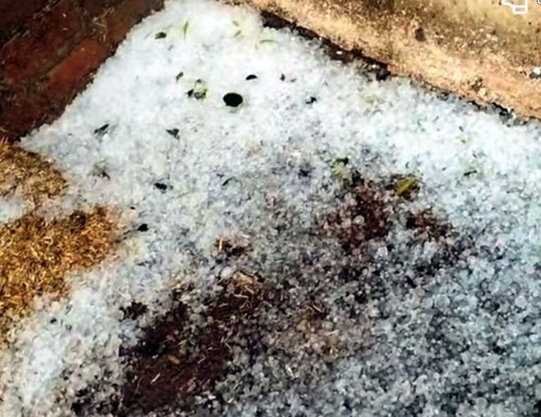 रौन क्षेत्र कई गांव में बारिश के साथ गिरे ओले